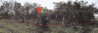 ที่ดินหลุดจำนอง ธ.ธนาคารอาคารสงเคราะห์ บวกค้าง สันกำแพง เชียงใหม่