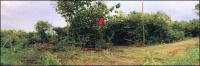 ที่ดินหลุดจำนอง ธ.ธนาคารอาคารสงเคราะห์ ปากช่อง จอมบึง ราชบุรี