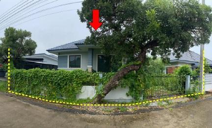 ต้นธง เมืองลำพูน ลำพูน